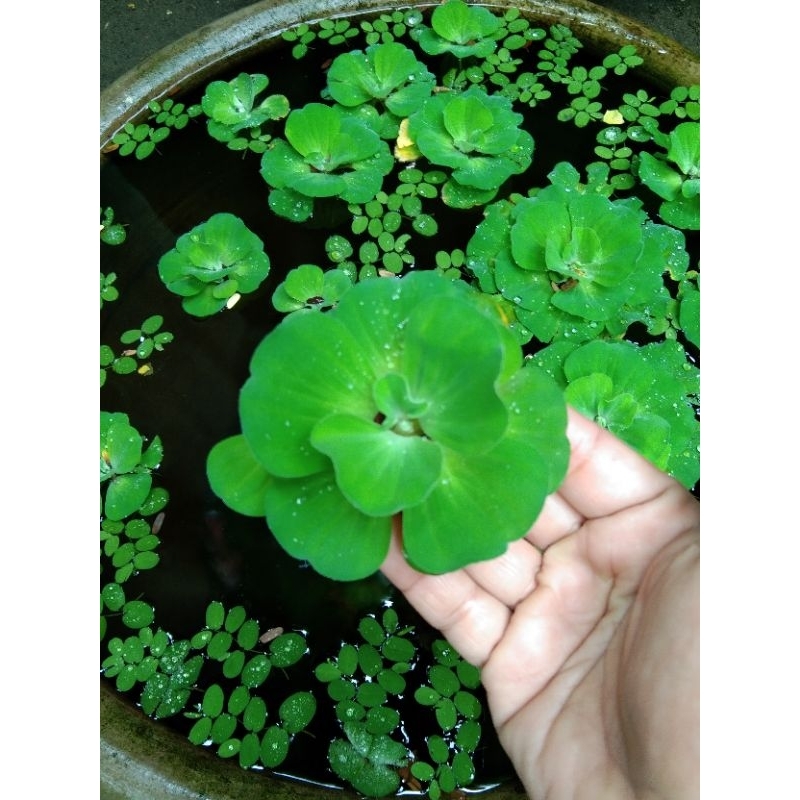 จอกแหนดอกกุหลาบ(10ดอก35บาท)