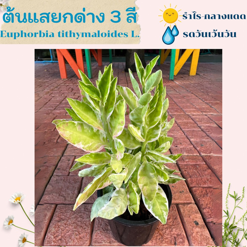 ต้นแสยกด่าง 3 สี/กวักเงินกวักทอง ใบผสมสีขาว เขียว ชมพู จัดส่งพร้อมกระถาง กระถางไซส์ 5-6 นิ้ว