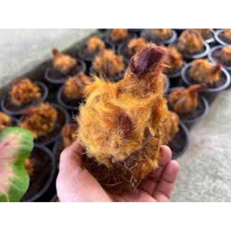🐥ว่านลูกไก่ทอง🐥1หัวโปรโมชั่นพิเศษสุดมีจำกัด ราคาถูก Shopee Lazada