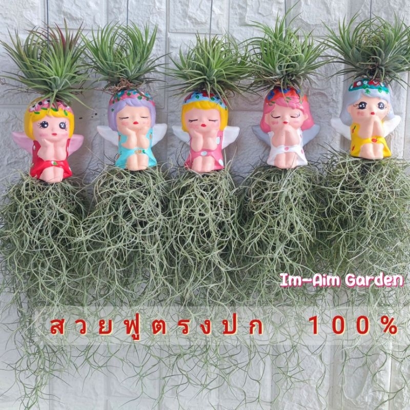 เคราฤาษีแต่ง ตุ๊กตานางฟ้าน่ารัก