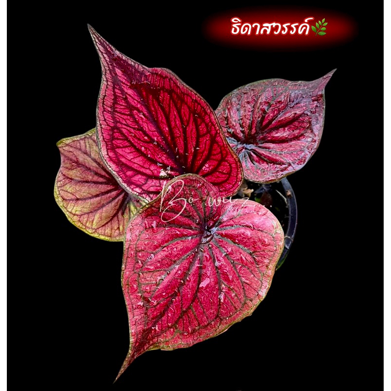 ธิดาสวรรค์ บอนสี บอนเก่า บอนโบราณ
