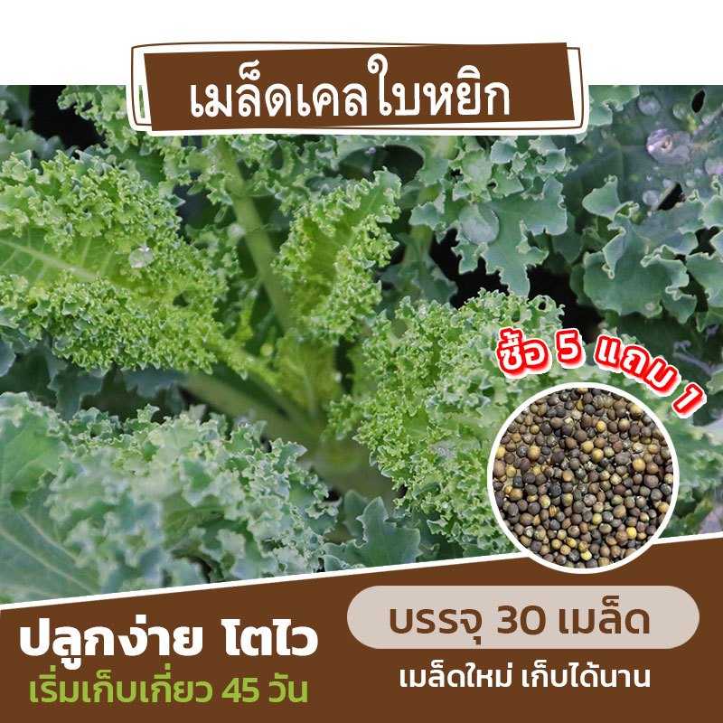 เมล็ดพันธุ์ เคลใบหยิก แบ่งขาย 30 เมล็ด (ซื้อ 5 แถม 1)