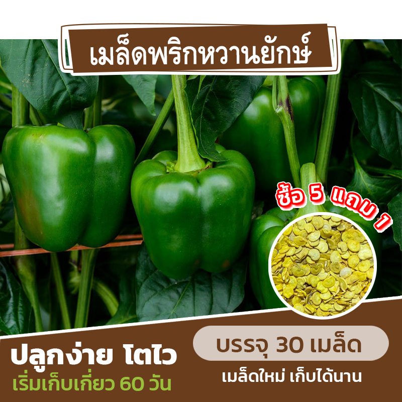 เมล็ดพันธุ์ พริกหวานยักษ์ แบ่งขาย 30 เมล็ด (ซื้อ 5 แถม 1)