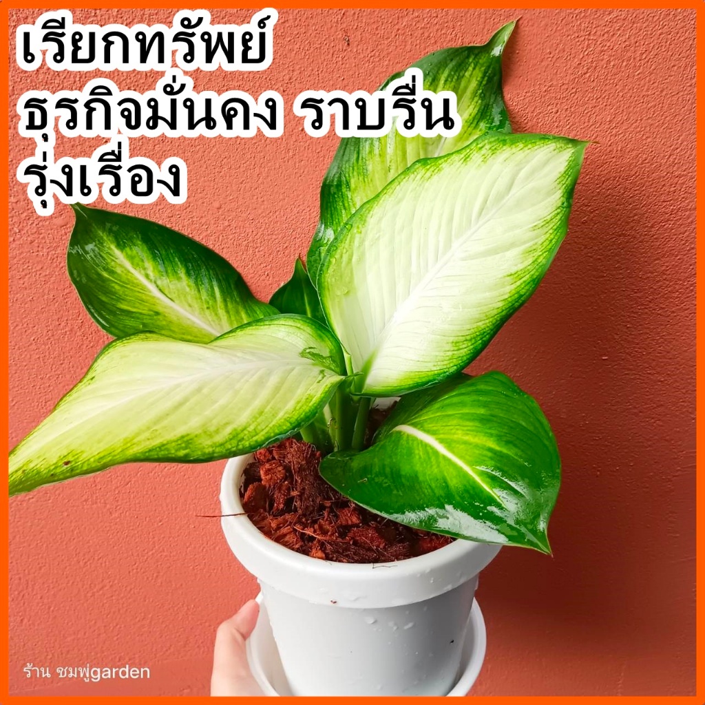 ต้นแสงจันทรา อโกลนีมา มาพร้อมกระถางขาว สามารถเลี้ยงน้ำได้💧ต้นไม้ฟอกอากาศ ไม้มงคล