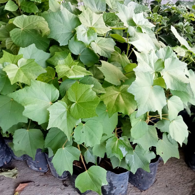 ต้นพุดตานไทย/พุดตานญี่ปุ่นสีชมพู/ขาว/พุดตานฮาวาย🌿แบบปักชำสูง40-60ซม.พร้อมส่งต้นแข็งแรง - รูปที่ 3