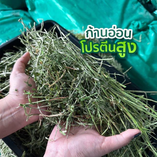 หญ้าอัลฟาฟ่า Wildloft PRO Premium Natural Alfalfa 1 kg