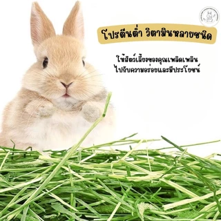 CBRF หญ้ากระต่าย หญ้าทิโมธีอบลมร้อน Super Premium Timothy Grass 1Kg. หญ้าทิมโมธี(กล่องน้ำตาล)