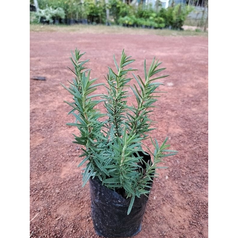 ต้นโรสแมรี่ สมุนไพรฝรั่ง สรรพคุณเยอะ กลิ่นหอม ต้มพร้อมปลูก