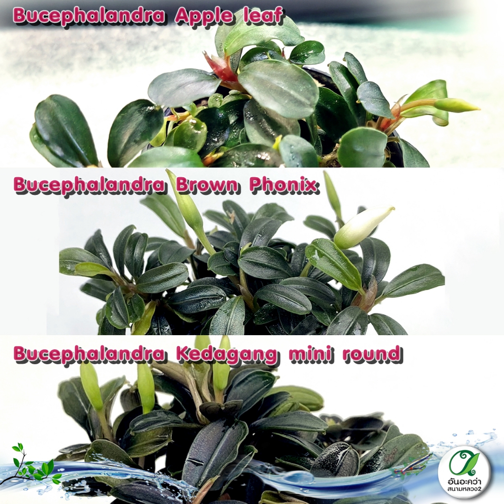 Bucephalandra บูเซปหลายสายพันธุ์ (ต้นไม้น้ำ) เลี้ยงในตู้ปลา