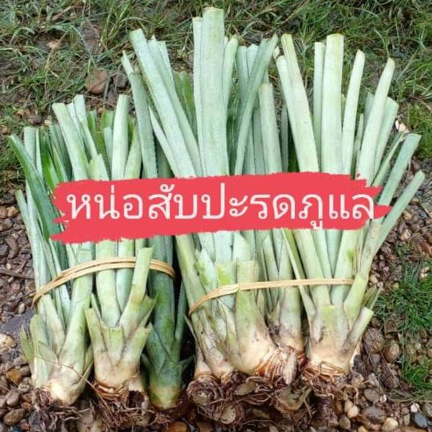 หน่อสับปะรดภูแลยกมัด10หน่อ แถม 2 หน่อ คละไซค์เพื่อควบคุมน้ำหนักในการส่ง