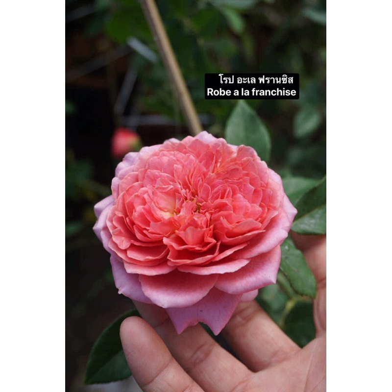 กุหลาบเลื้อย-โรป อะเล ฟรานซิส ”Robe a la franchise“  สีชมพูพีช ดอกใหญ่