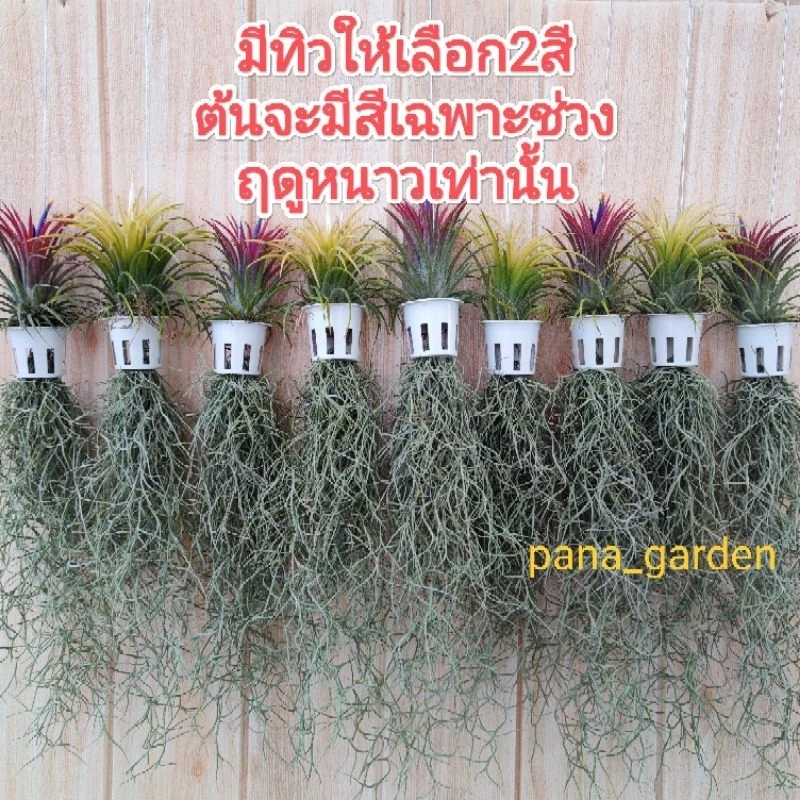 เคราแต่งทิวแลนเซียในกระถางขาวโปร่ง ขนาด1นิ้ว