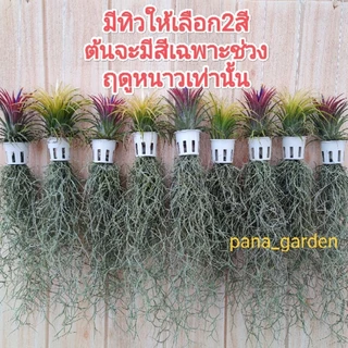 เคราแต่งทิวแลนเซียในกระถางขาวโปร่ง ขนาด1นิ้ว