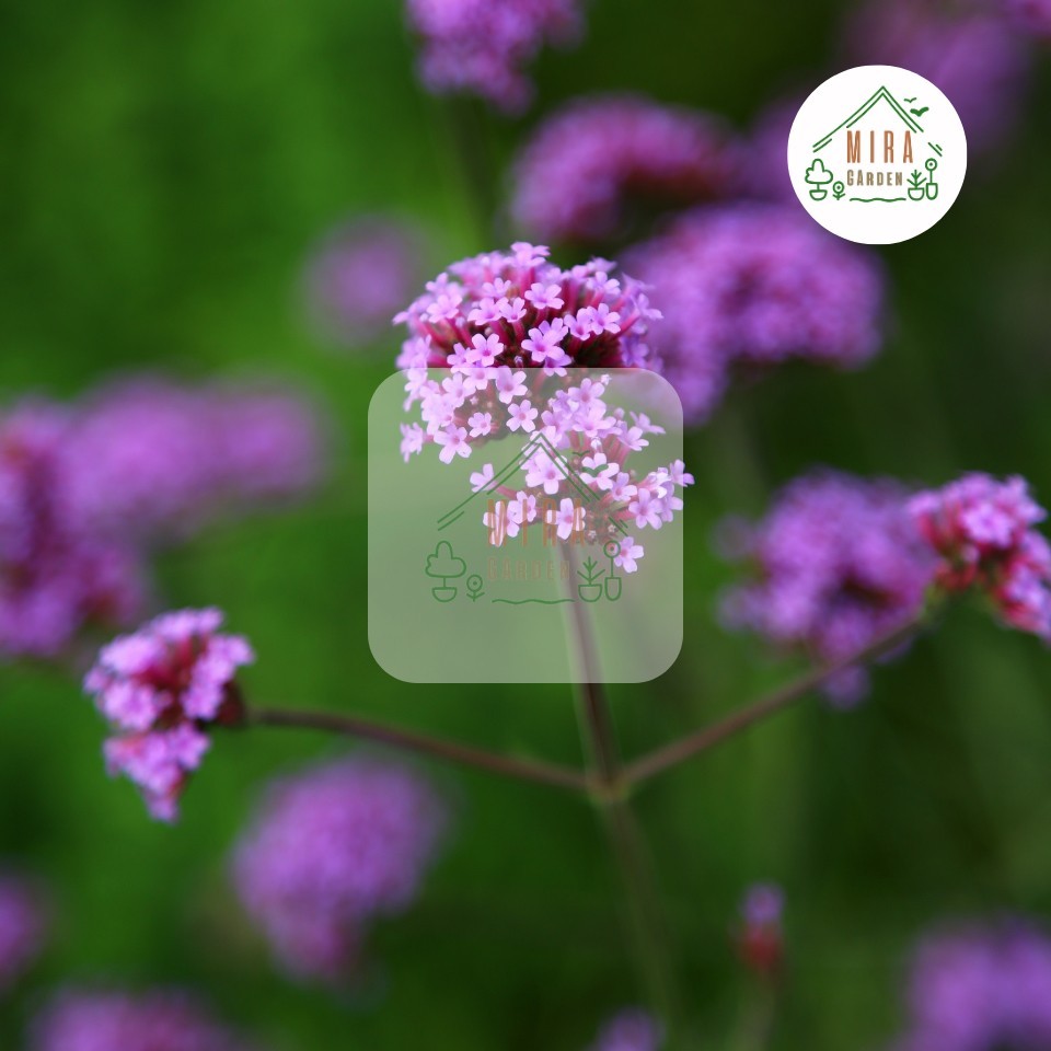 ใส่โค๊ตSEED005ลด 5 % ไม่มีขั้นต่ำ เมล็ดพันธุ์ รูปที่ 4