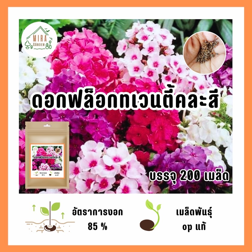 เมล็ดพันธุ์ ดอกฟล๊อกซ์ทเวนตี้คละสี200เมล็ด