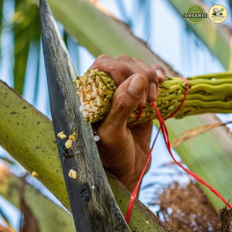 ไซรัปน้ำดอกมะพร้าวแท้ ขวดบีบขนาด 300 ml. ผลิตจากน้ำหวานดอกมะพร้าว - รูปที่ 5