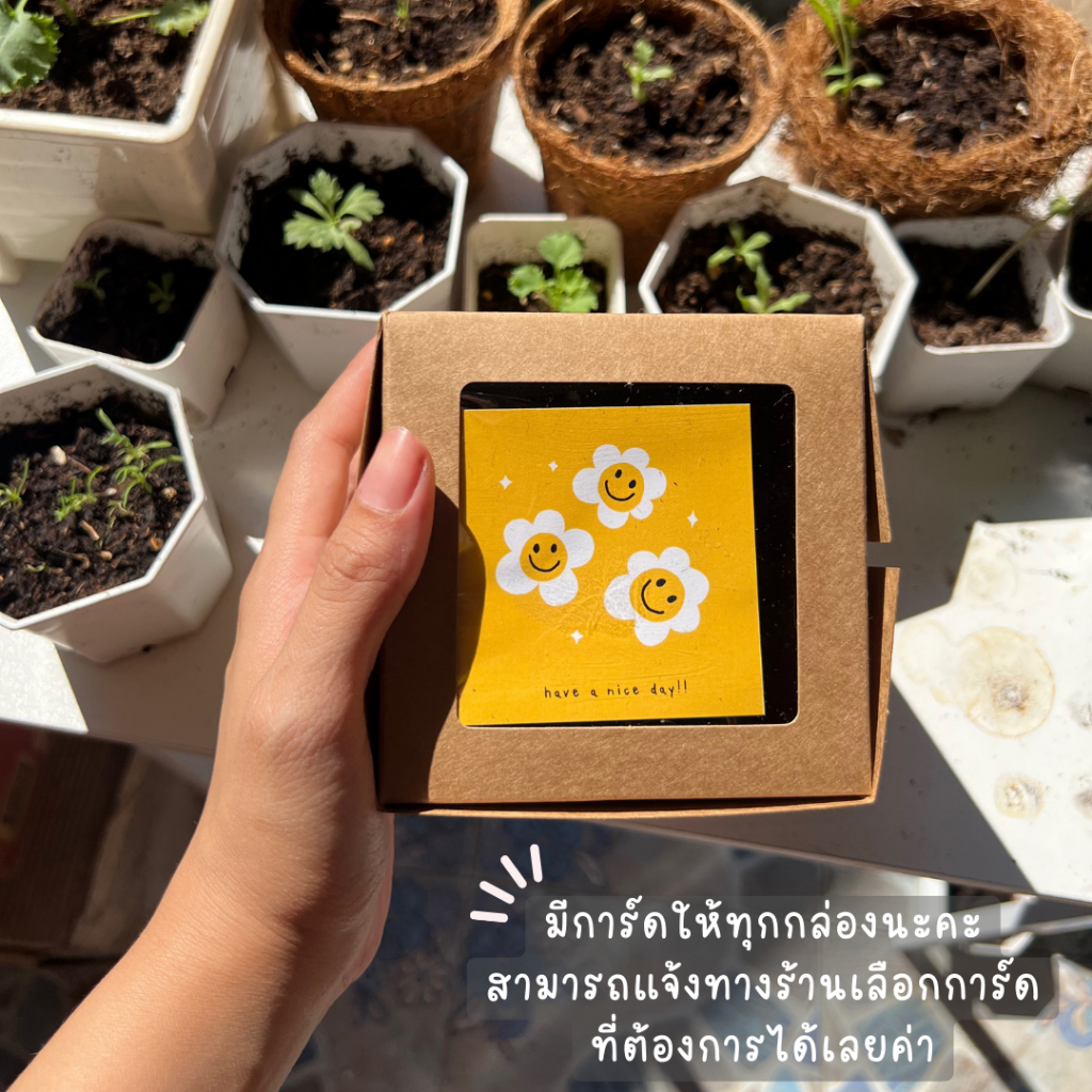 ชุดพร้อมปลูกดอกไม้ เซ็ทของขวัญ สำหรับมือใหม่หัดปลูก ของขวัญ ชุดปลูกดอกไม้ ของชำร่วย