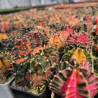 ปังสุด❗❗ยิมโนด่างไม้เมล็ด สุ่มสี ขนาด 3.8-5ซม. (การันตีด่างเกิน 60%)