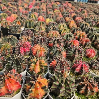 ปังสุด❗❗ยิมโนด่างไม้เมล็ด สุ่มสี ขนาด 3.8-5ซม. (การันตีด่างเกิน 60%)