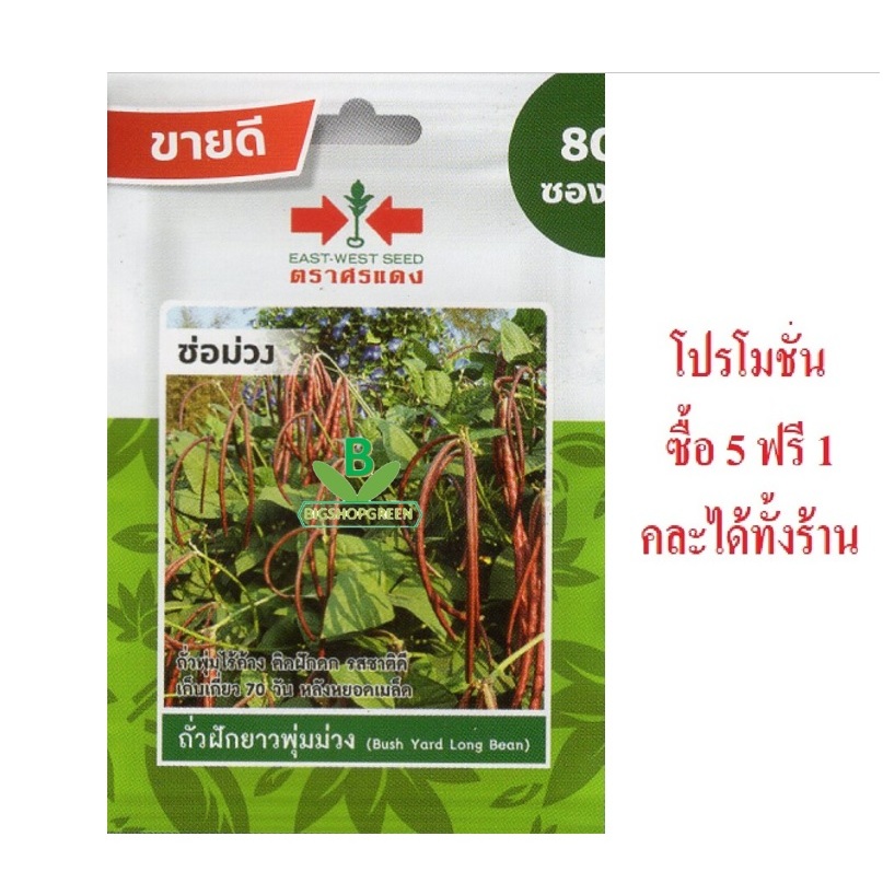 5 แถม 1 คละได้ทั้งร้าน เมล็ดพันธุ์ ถั่วฝักยาวพุ่มม่วง ช่อม่วง ศรแดง ถั่วพุ่มไร้ค้าง ติดฝักดก รสชาติดี