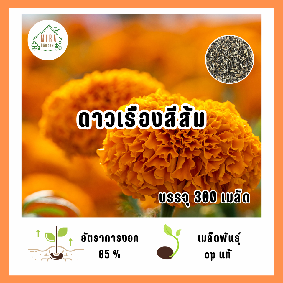 เมล็ดพันธุ์ ดาวเรืองส้มใหญ่300 เมล็ด