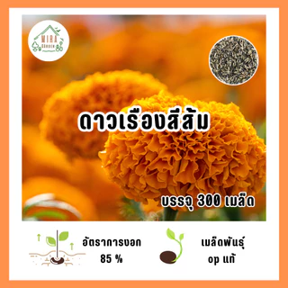 เมล็ดพันธุ์ ดาวเรืองส้มใหญ่300 เมล็ด