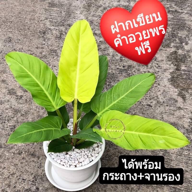 ต้นเศรษฐีรวยทรัพย์สีทองพร้อมกระถางขาว10”+จานรอง