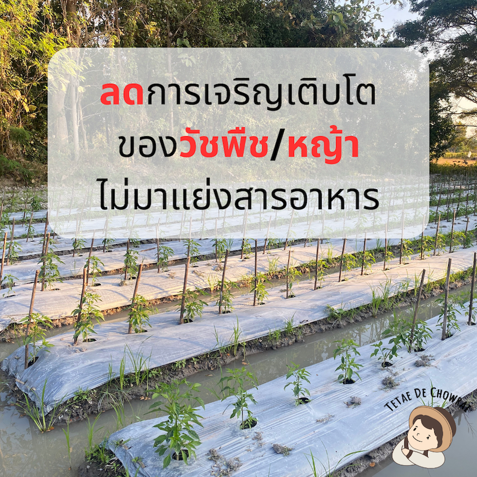พลาสติกคลุมดิน ดำ-เงิน เกรด B หนา 30 - 35 ไมครอน หน้ากว้าง 1.5/1.2/1.0/0.8 เมตร ยาว 400เมตร ผ้ายาง ตราเตเต้เดอชาวไร่ - รูปที่ 4