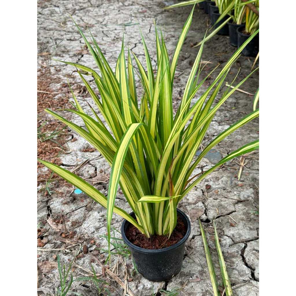 มุมมอง 5