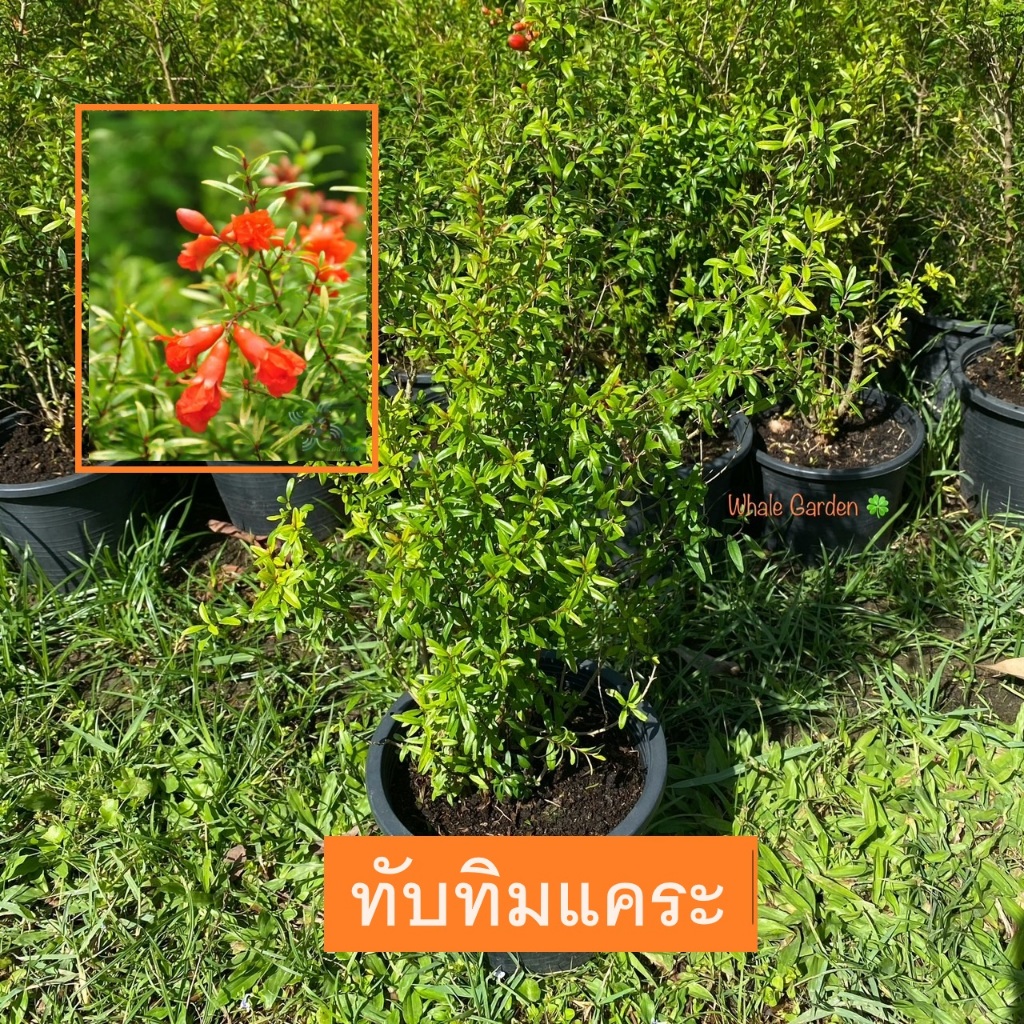 ต้นทับทิมแคระ (Punica granatum) พร้อมกระถาง ไม้มงคล ต้นไม้ขนาดเล็ก (รับประกัน ส่งใหม่ฟรี หากสินค้าเเสียหาย!!)