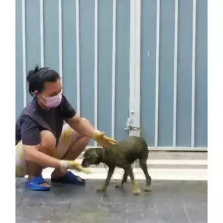 กำมะถัน + ขมิ้นชันผง บดละเอียด แก้ขี้เรื้อน ใช้ง่าย ในสุนัขและแมว