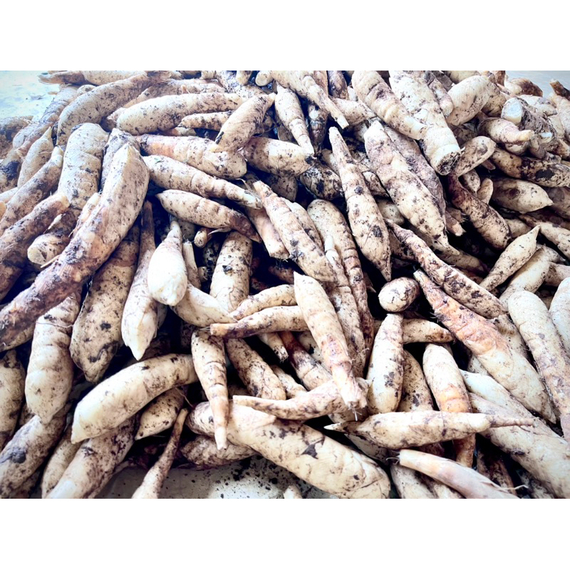 มันสาคูขาวไซด์รวมหนึ่งกิโล มี20-25หัว 75บาท