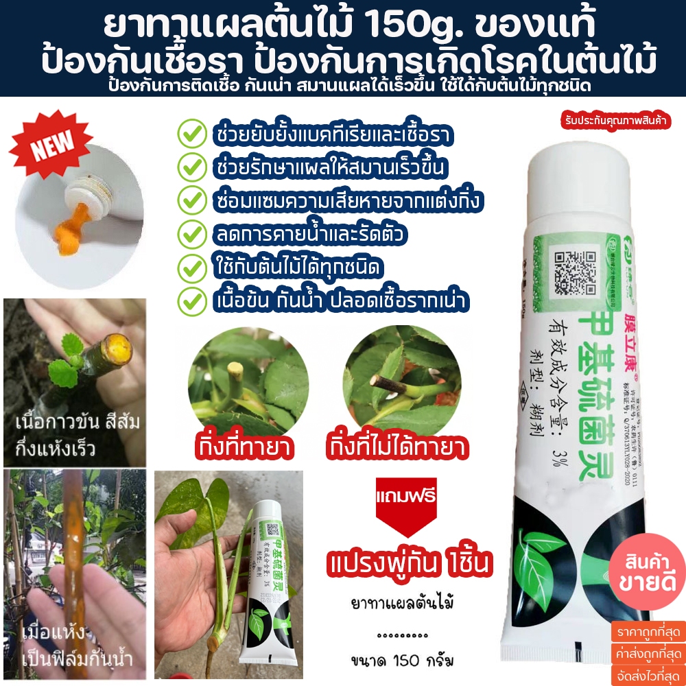 ยาทาแผลต้นไม้ แถมฟรีพู่กัน ขนาด 150 กรัม (ของแท้) ยาทาต้นไม้ ป้องกันเชื้อรา ช่วยสมานแผล ยาทาแผลบอนไซ บอนไซ มอนสเตอร่า