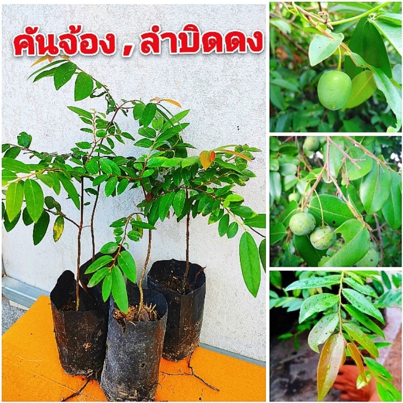 ต้นคันจ้อง ลำบิดดง ผลไม้ป่า,ผัก พื้นบ้านหายาก ต้นพันธุ์เเข็งเเรงพร้อมปลูก สินค้าเสียหายยินดีเคลมฟรี