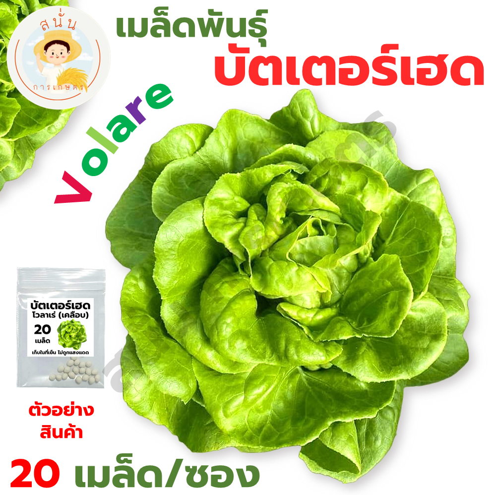 เมล็ดพันธุ์ บัตเตอร์เฮด โวลาเร่ (Butterhead Volare) เมล็ดแบบเคลือบ นำเข้าตรงสายพันธุ์ ผักสลัด ทรงห่อหัว (1 ซอง 20 เมล็ด)