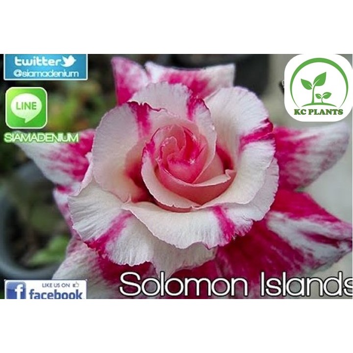 ต้นชวนชม ชวนชมดอกซ้อน ชวนชมดอกกุหลาบ ไม้มงคล ขนาดกระถาง 6 นิ้ว #Solomon