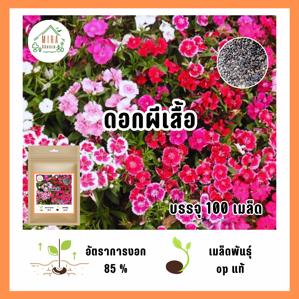 เมล็ดพันธุ์ ดอกผีเสื้อ บรรจุ 100 เมล็ด