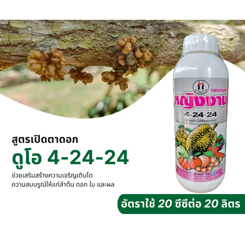 หญิงงาม 4-24-24  (ขนาด 1 ลิตร) สะสมอาหาร สร้างตาดอก ใบเขียวเข้มสมบูรณ์ ขยายขนาดผล