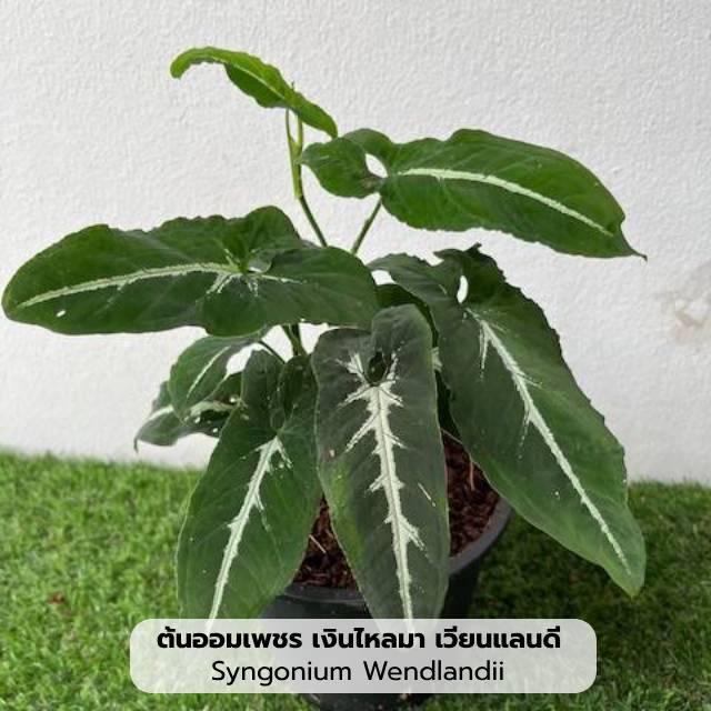 ต้นออมเพชร เงินไหลมา เวียนแลนดี ไม้ฟอกอากาศ ไม้มงคล สูง 25-30 ซม. ในกระถาง 6 นิ้ว
