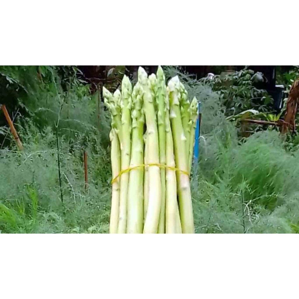 ต้นกล้าหน่อไม้ฝรั่ง ผักรสชาติดี กรอบกรุบ ประโยชน์เยอะ    กล้าละ 10 บาท ซื้อ 10 แถม2