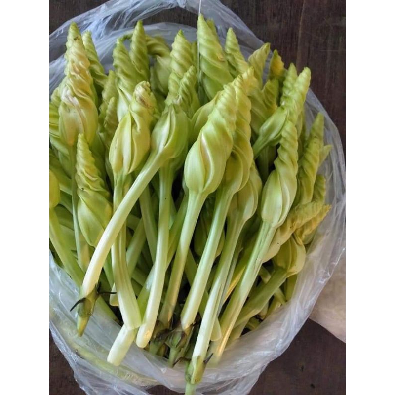เมล็ดพันธุ์ดอกชมจันทร์ บรรจุ 4 เมล็ด