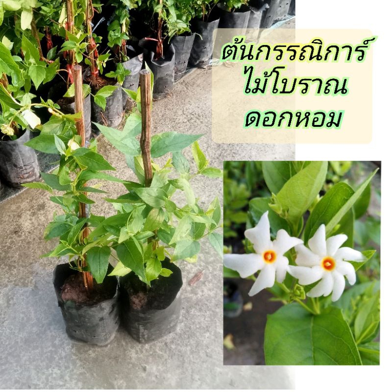 ต้นกรรณิการ์🌿ดอกสีขาวกลิ่นหอมแรง🌸แบบชำกิ่งสูง40-60ซม.