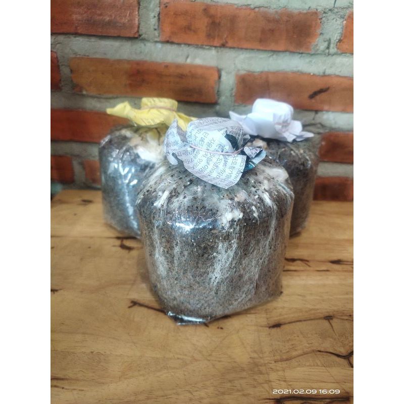 เห็ดโคนน้อย ก้อนเปิดดอก