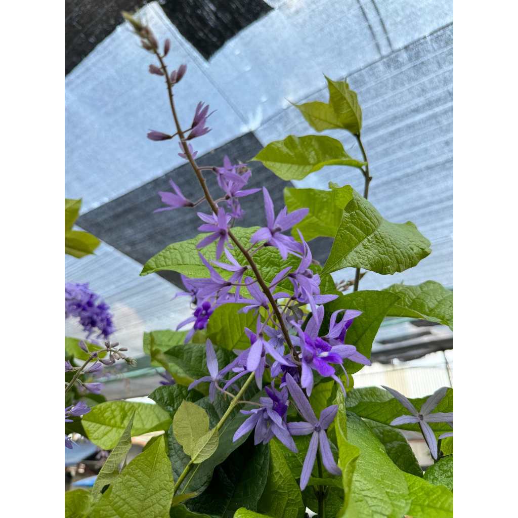 มุมมอง 3