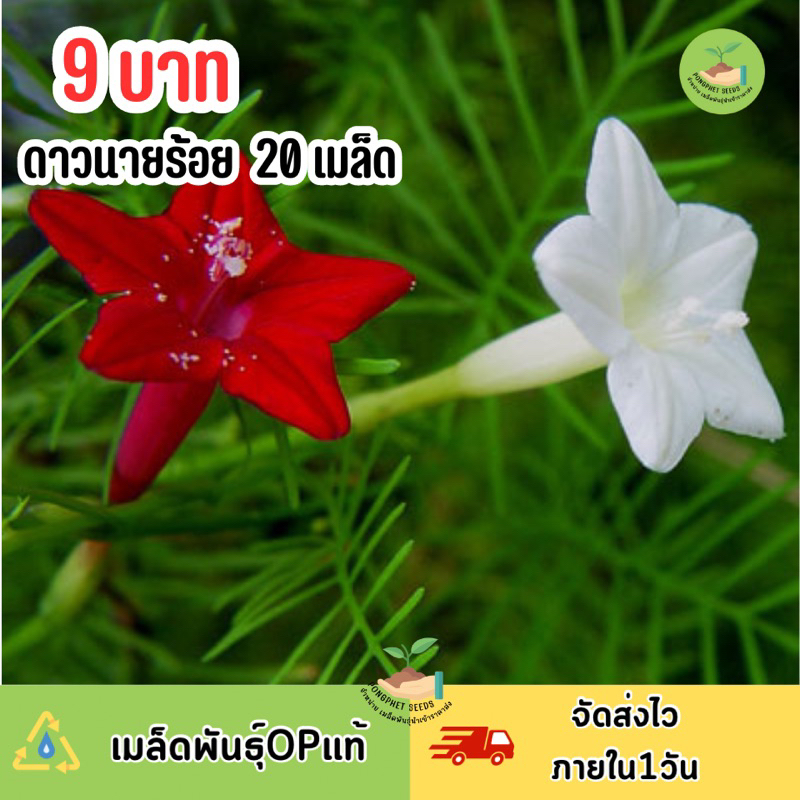 9 บาท เมล็ดพันธุ์ ดอกดาวนายร้อยคละสี บรรจุ20 เมล็ด