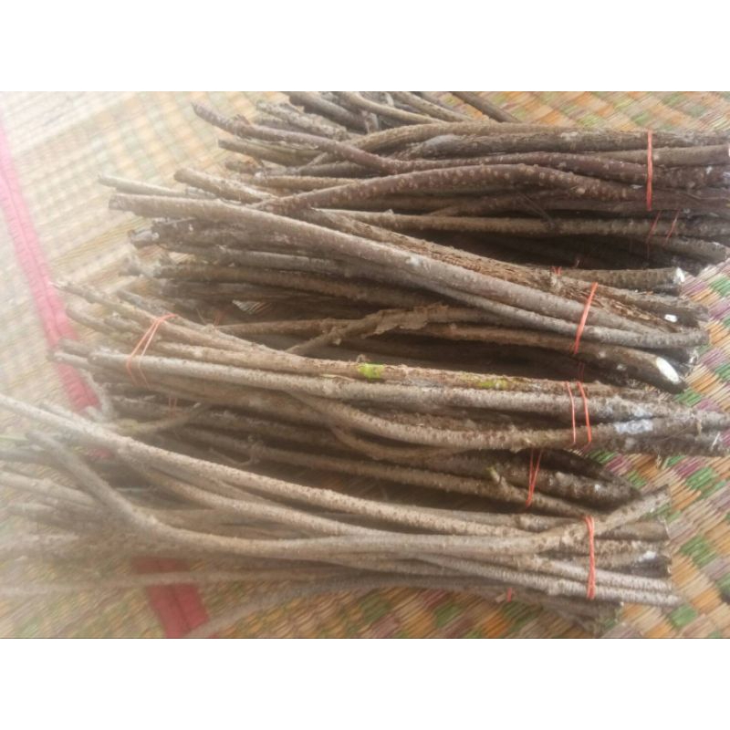 กิ่งพันธุ์เถาเอ็นอ่อน สำหรับนำไปปักชำเอง