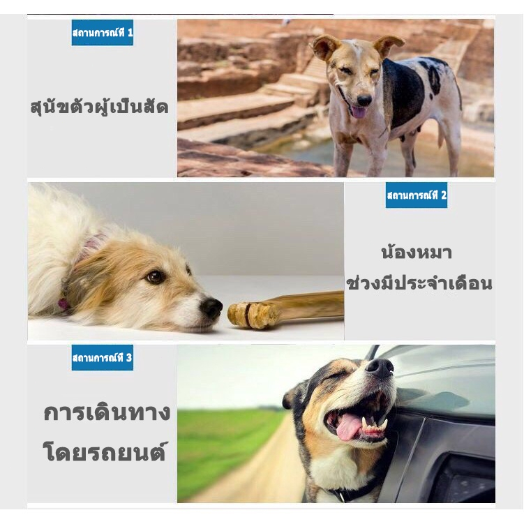 รูปภาพ 4