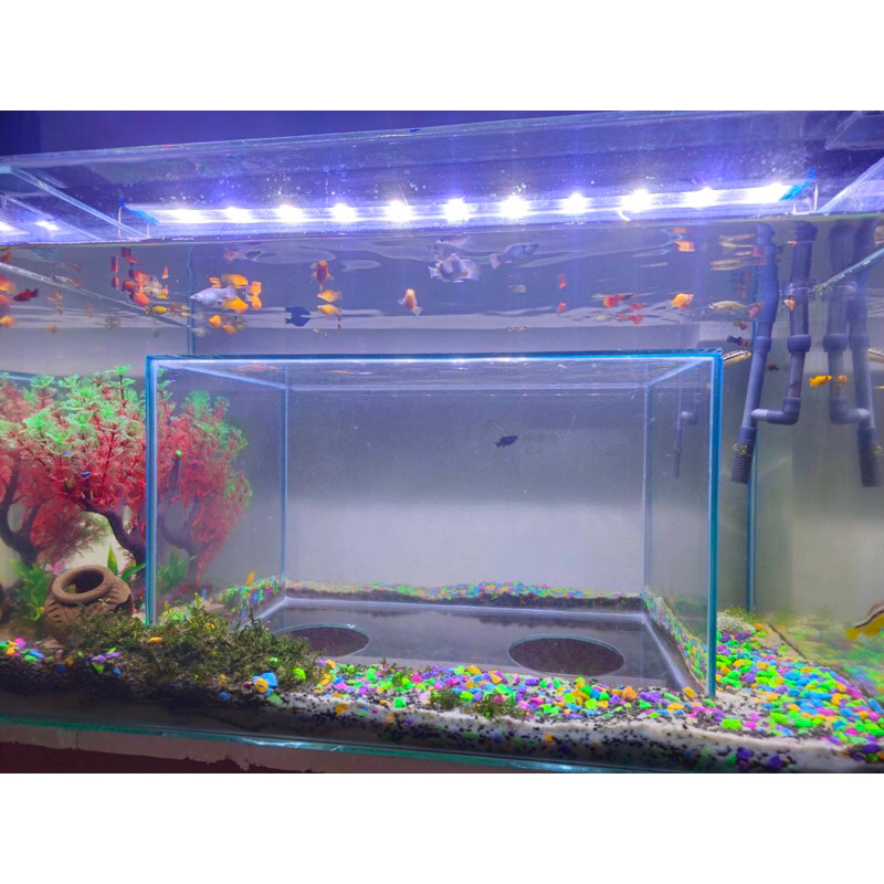 ตู้ปลาน้องแมว ตู้ปลาแมวลอด 24”