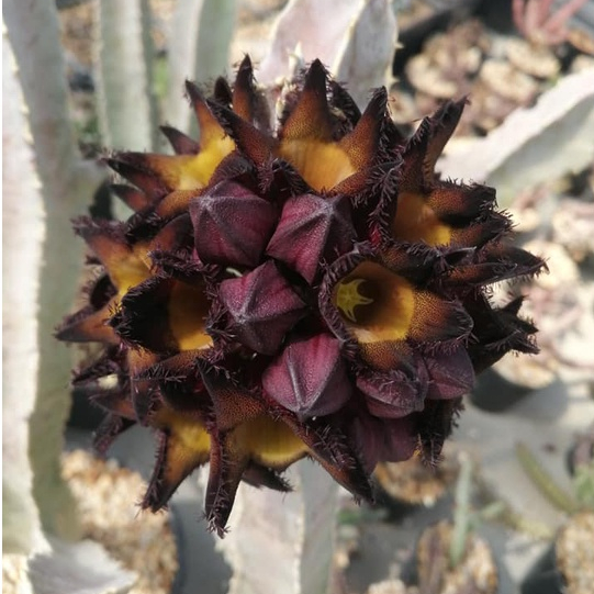 เก๋งจีนยัก Caralluma speciosa หน่อตัดสด และชำหน่อ ขนาด 10-20 ซม. ต้นกระบองเพชร ต้นแคคตัส (แคคตัส กระบองเพชร)