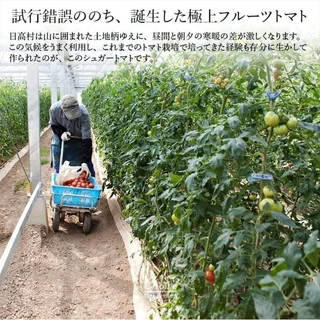 เมล็ดพันธุ์มะเขือเทศ phuchipuyo japan sweet (ชุด20เมล็ด)